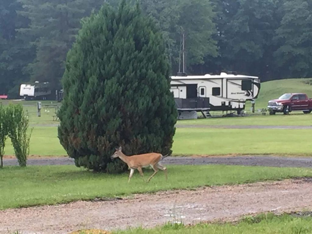 Wild Life Lumber City RV Park